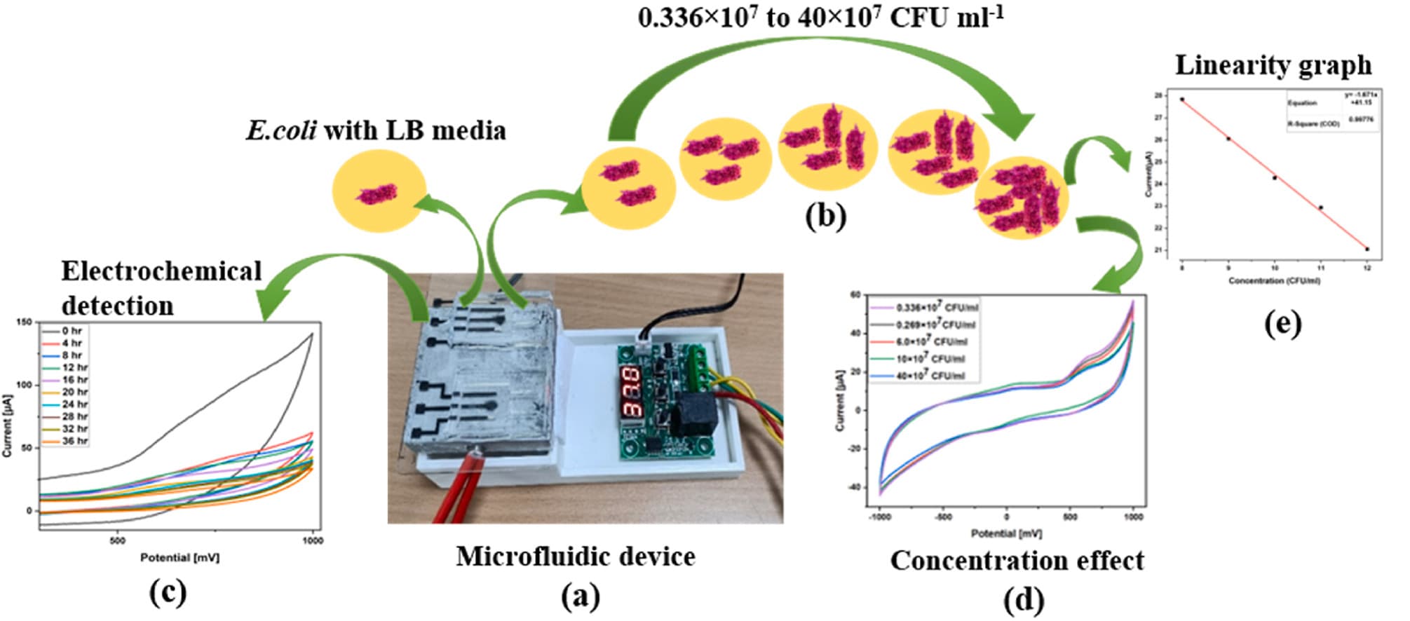 Real-Time Microfluidic Bacterial Detection