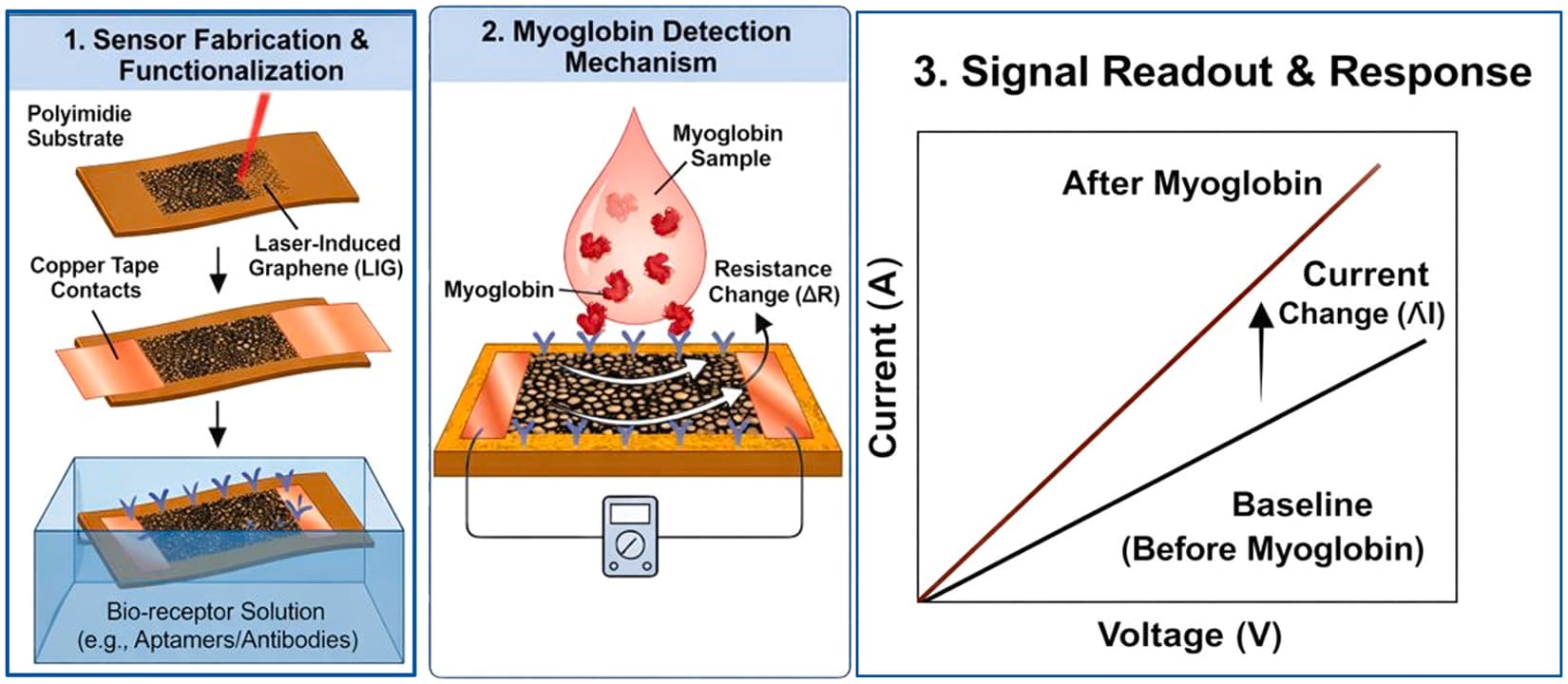 Graphene BioResistor for Myoglobin
