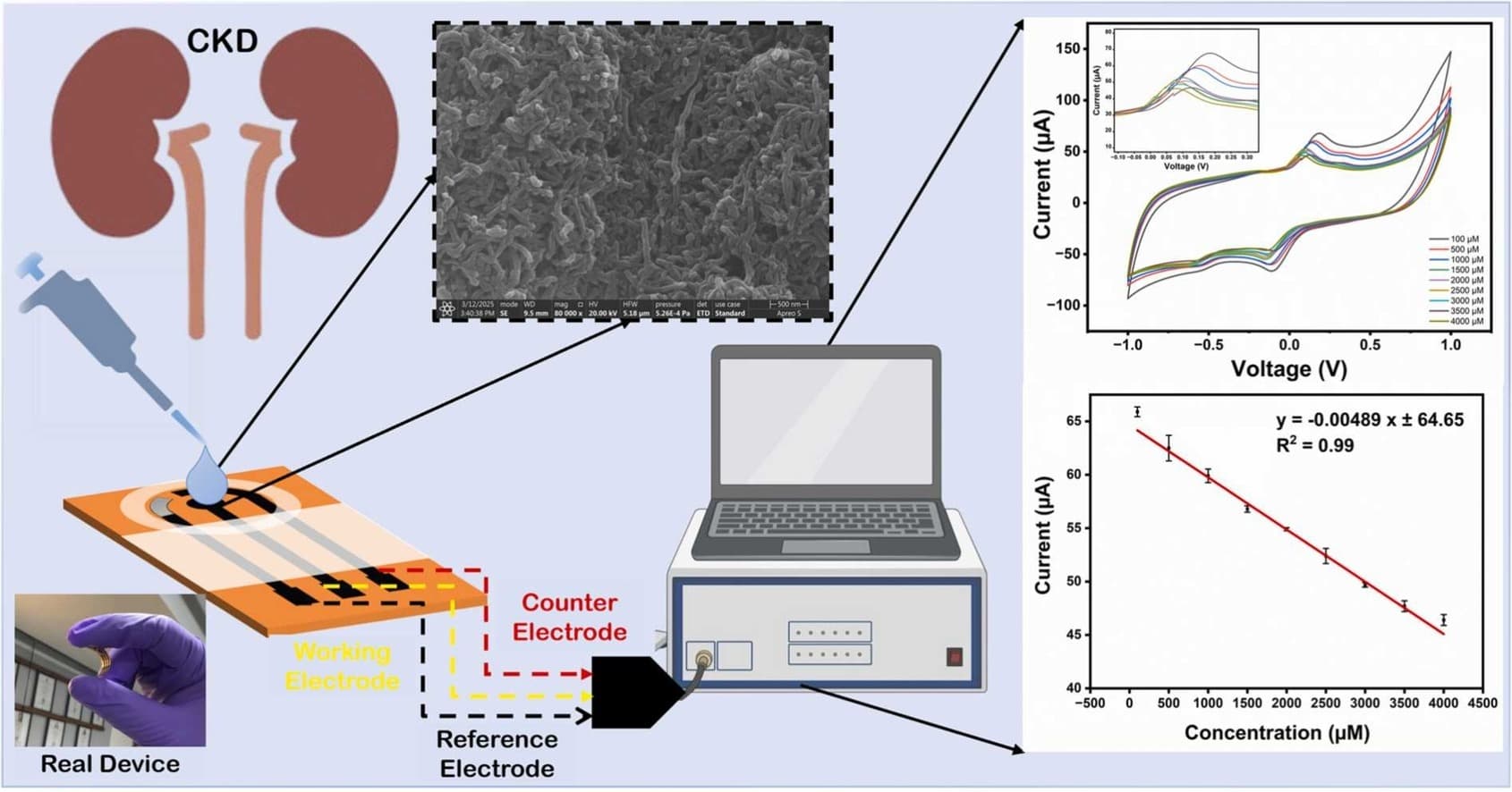 Flexible Urea Biosensor